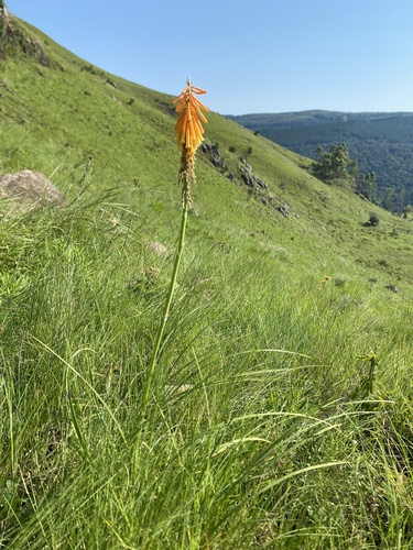 Mandarin poker (Kniphofia triangularis)