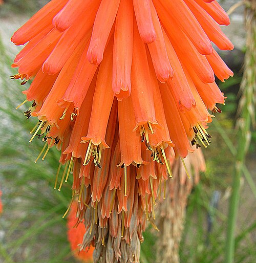 Mandarin poker: A close view of the flowers of this "Red Hot Poker" type from southeastern Africa. University of B.C. Gardens, Vancouver.