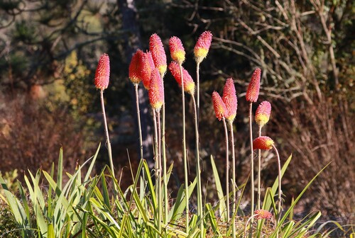 Red hot poker (Kniphofia uvaria)