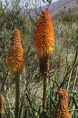 Red hot poker: South Africa. Swartberg Nature Reserve
