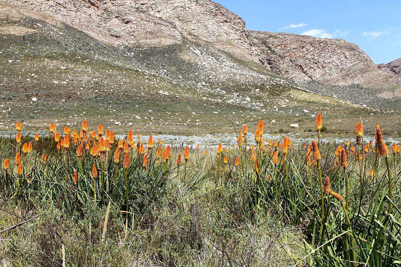 Red hot poker: South Africa. Swartberg Nature Reserve
