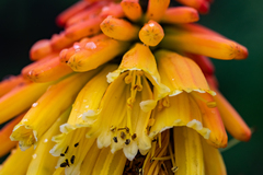Red hot poker (Kniphofia uvaria)