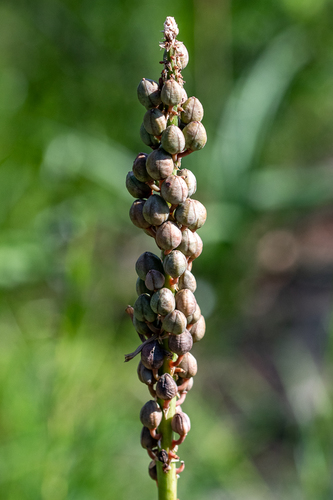 Red hot poker (Kniphofia uvaria)