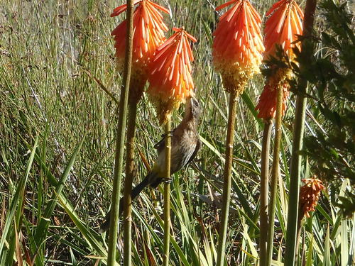 Red hot poker (Kniphofia uvaria)
