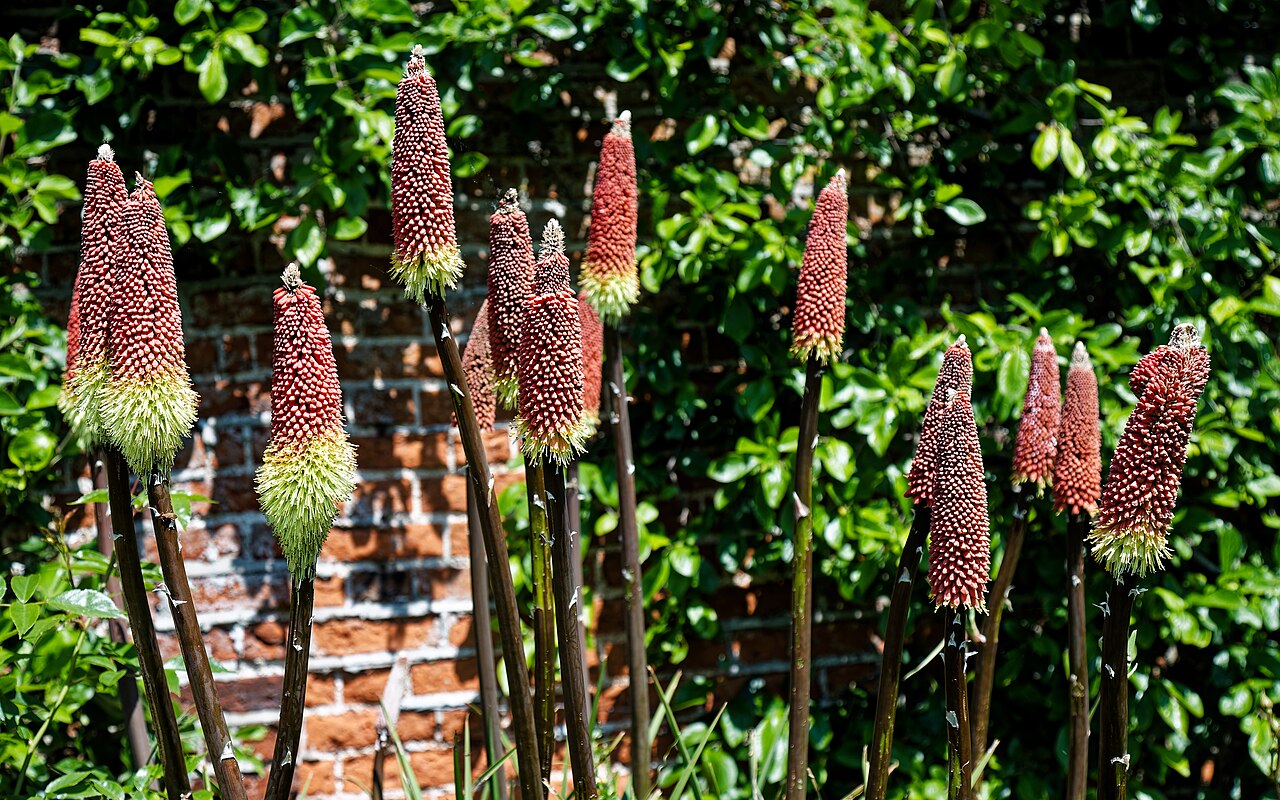 Red hot poker: Red Hot Poker ( Kniphofia ) in the 'The Kitchen Garden', 300 yards (270 m) north-west from Copped Hall , aka Copt Hall or Copthall, a Grade II listed country ho