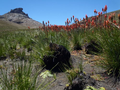 Red hot poker (Kniphofia uvaria)