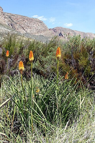 Red hot poker: South Africa. Swartberg Reserve