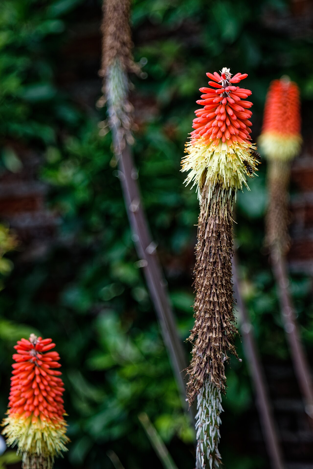 Red hot poker: Red Hot Poker ( Kniphofia ) in the The Kitchen Garden, 300 yards (270 m) north-west from Copped Hall , aka Copt Hall or Copthall, a Grade II listed country hous