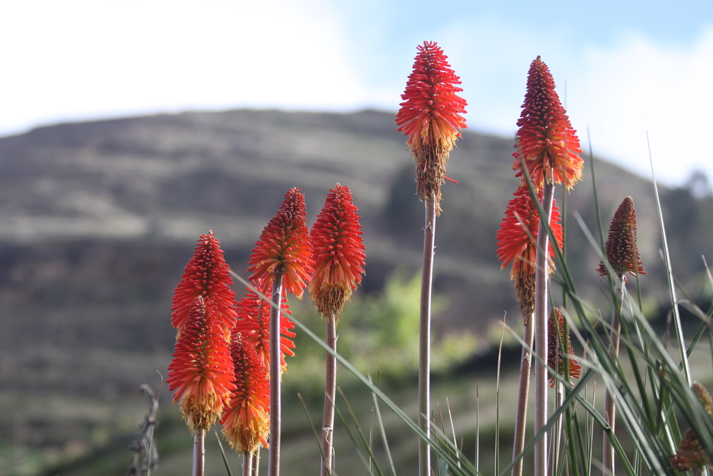 Red hot poker (Kniphofia uvaria)