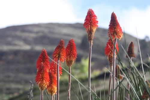 Red hot poker (Kniphofia uvaria)