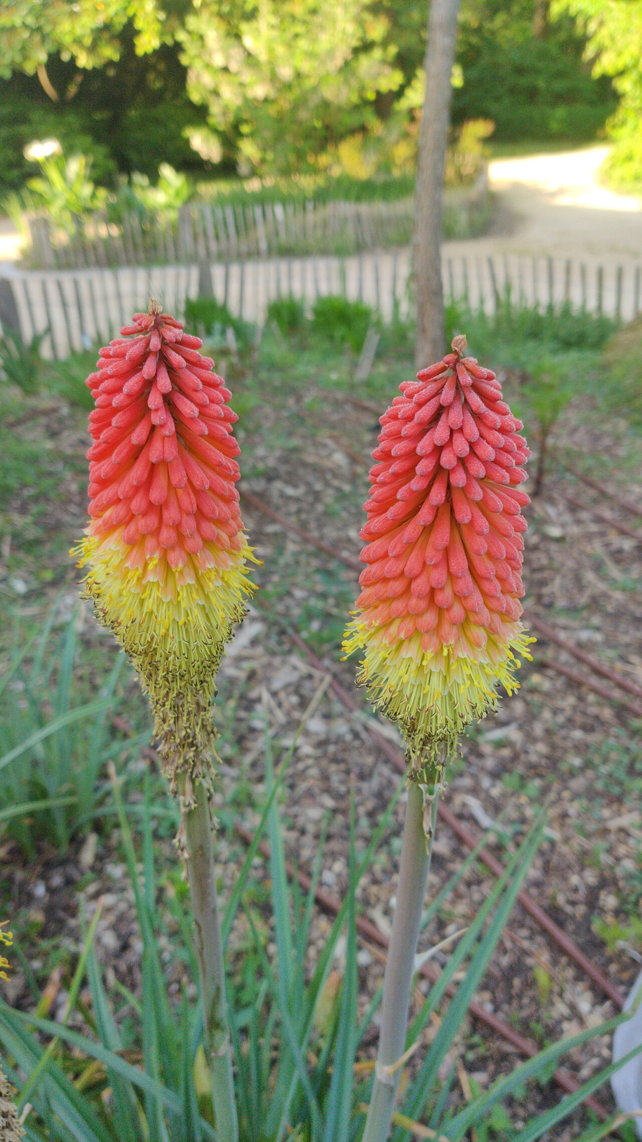 Red hot poker: Kniphofia uvaria (L.) Oken, ou Tison du Diable