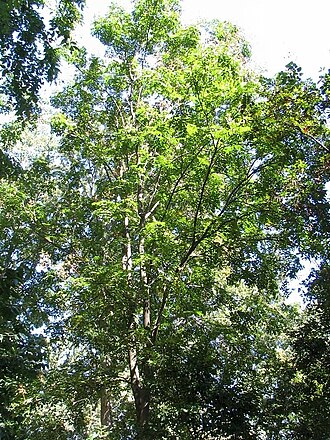 Goldenrain tree: Location taken: The United States National Arboretum, Washington DC. Names: Koelreuteria bipinnata Franch., Bougainvillea Golden Rain Tree, Chinese Flame Tree, 
