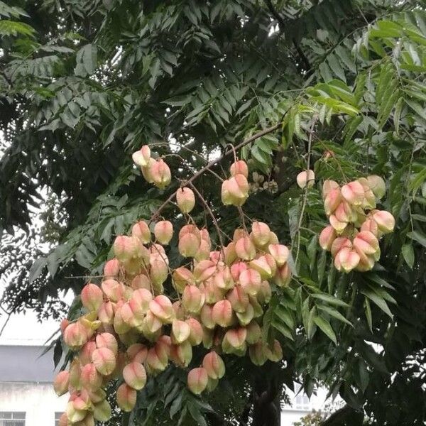 Goldenrain tree (Koelreuteria bipinnata)