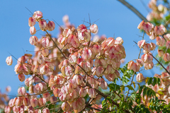 Flamegold (Koelreuteria elegans)