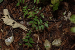 Flamegold (Koelreuteria elegans)