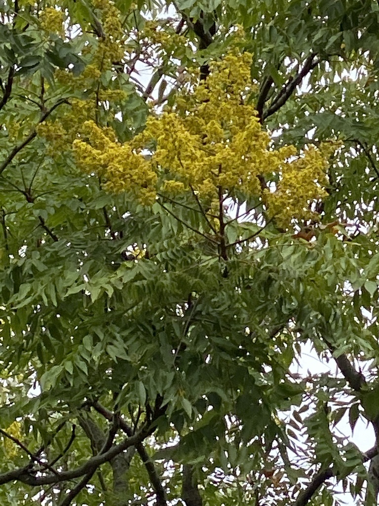 Flamegold (Koelreuteria elegans)