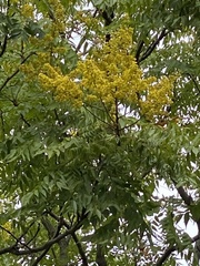 Flamegold (Koelreuteria elegans)