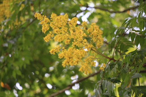 Flamegold (Koelreuteria elegans)