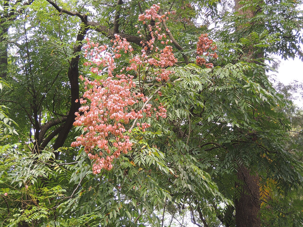 Flamegold: Koelreuteria elegans, native of Taiwan, Rajaji NP