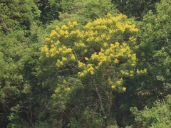 Flamegold (Koelreuteria elegans)