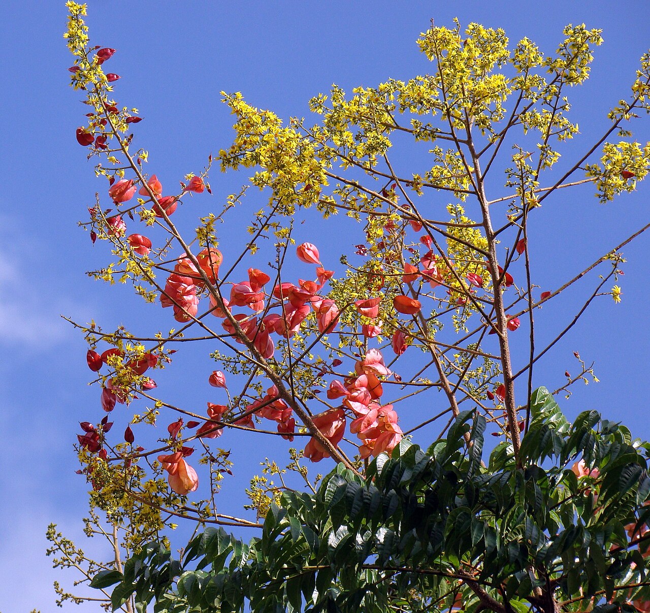 Flamegold: Chinese-Golden-rain tree (Koelreuteria elegans), Sao Paulo Brazil