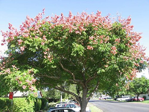 Flamegold: Photograph of Koelreuteria elegans in flower.