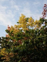 Flamegold (Koelreuteria elegans)