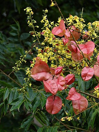 Flamegold: Chinese Rain Tree Koelreuteria elegans subsp. formosana , flowers and fruit. Cultivated, Tamborine, QLD, Australia.