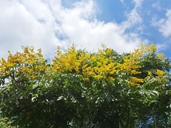 Flamegold (Koelreuteria elegans)