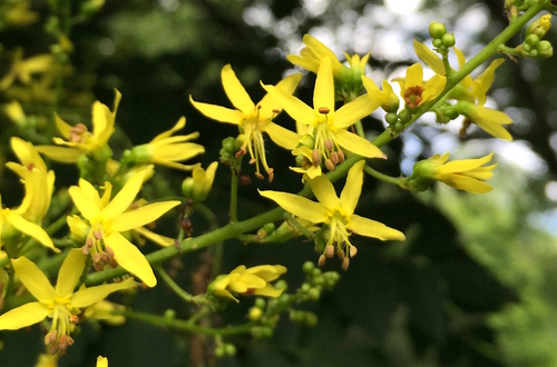 Golden-rain tree (Koelreuteria paniculata)