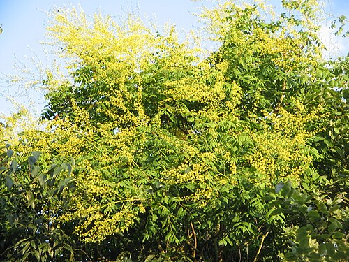 Golden-rain tree: Koelreuteria paniculata flowering