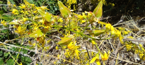 Golden-rain tree (Koelreuteria paniculata)