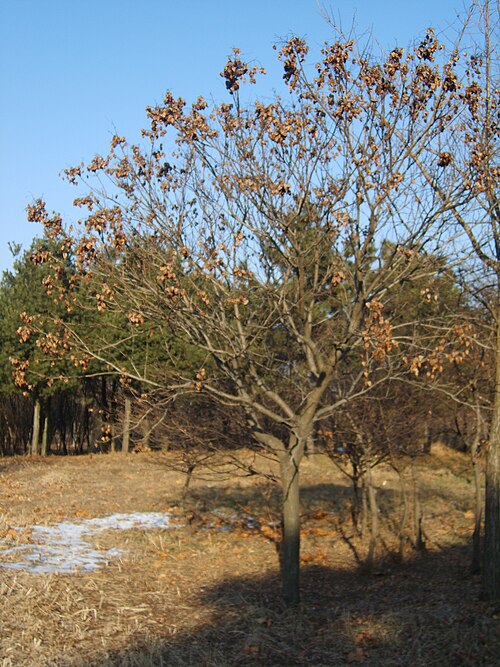 Golden-rain tree: Koelreuteria paniculata by winter in Woninjae Incheon Korea. 원인재 옆에 사는 모감주나무. 열매 깍지를 달고 겨울을 나고 있다.