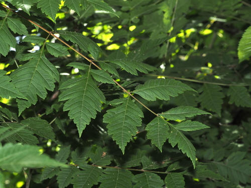 Golden-rain tree (Koelreuteria paniculata)