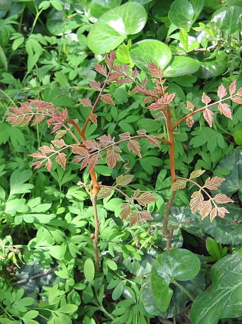Golden-rain tree: Koelreuteria paniculata root sprouts