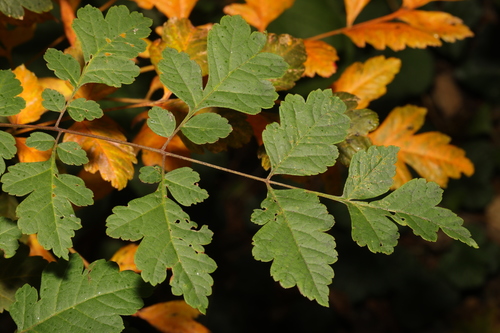 Golden-rain tree (Koelreuteria paniculata)