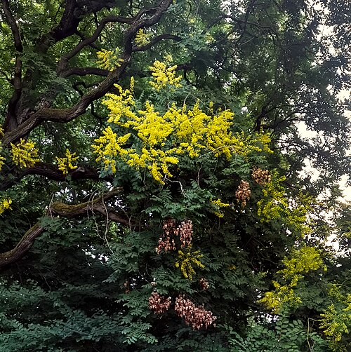 Golden-rain tree: Koelreuteria paniculat - inflorescences and fruits