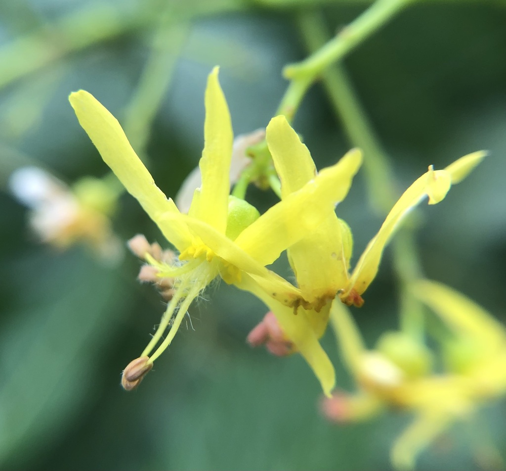 Golden-rain tree (Koelreuteria paniculata)