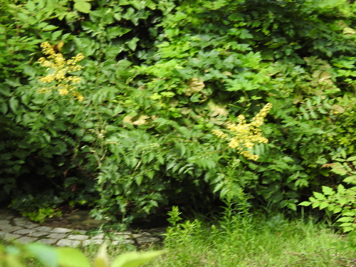 Golden-rain tree (Koelreuteria paniculata)