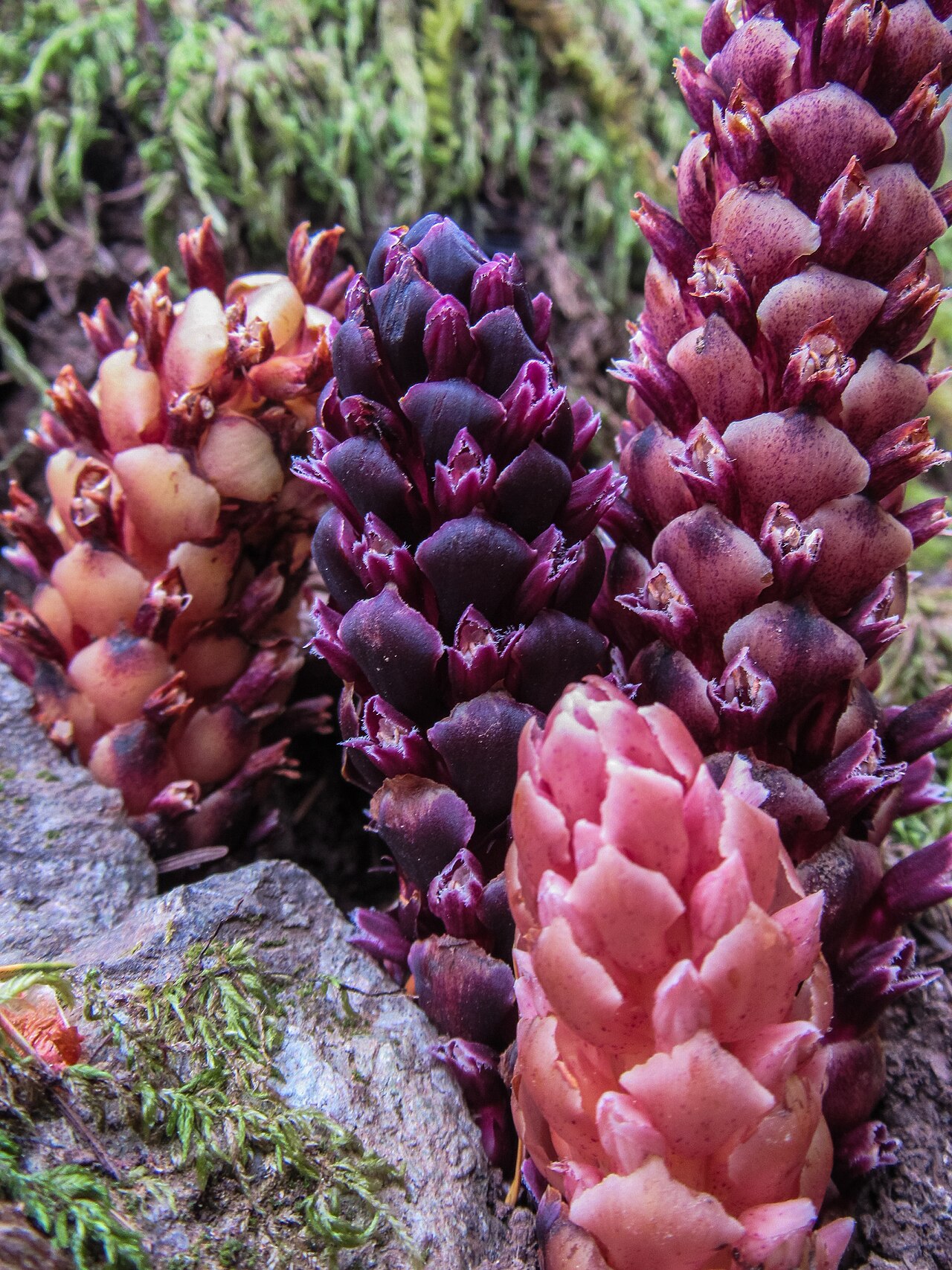 Small groundcone: Boschniakia hookeri, Vancouver Island, British Columbia, Canada. Mt. Finlayson