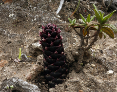 California groundcone (Kopsiopsis strobilacea)
