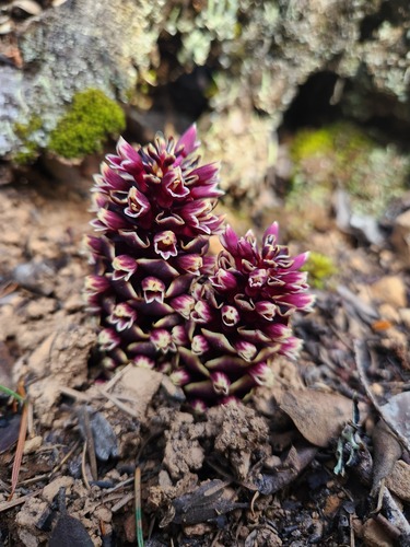 California groundcone (Kopsiopsis strobilacea)