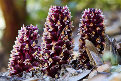 California groundcone (Kopsiopsis strobilacea)