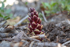 California groundcone (Kopsiopsis strobilacea)