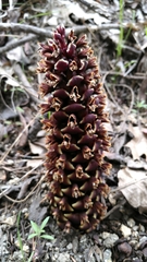 California groundcone (Kopsiopsis strobilacea)