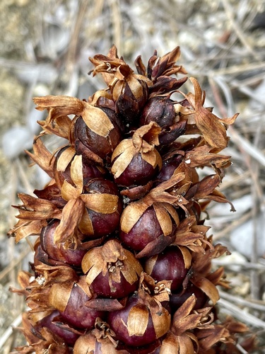 California groundcone (Kopsiopsis strobilacea)