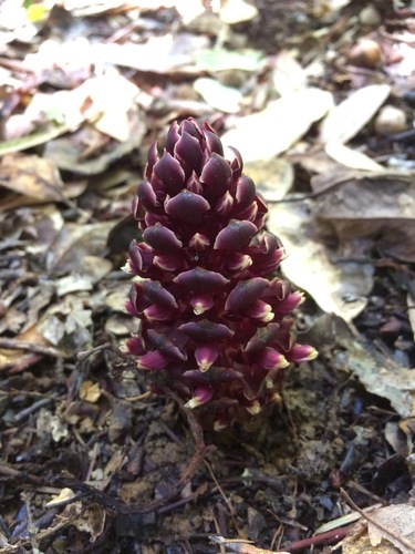 California groundcone (Kopsiopsis strobilacea)