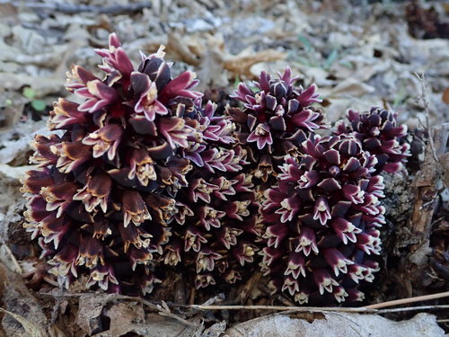 California groundcone (Kopsiopsis strobilacea)