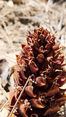 California groundcone (Kopsiopsis strobilacea)