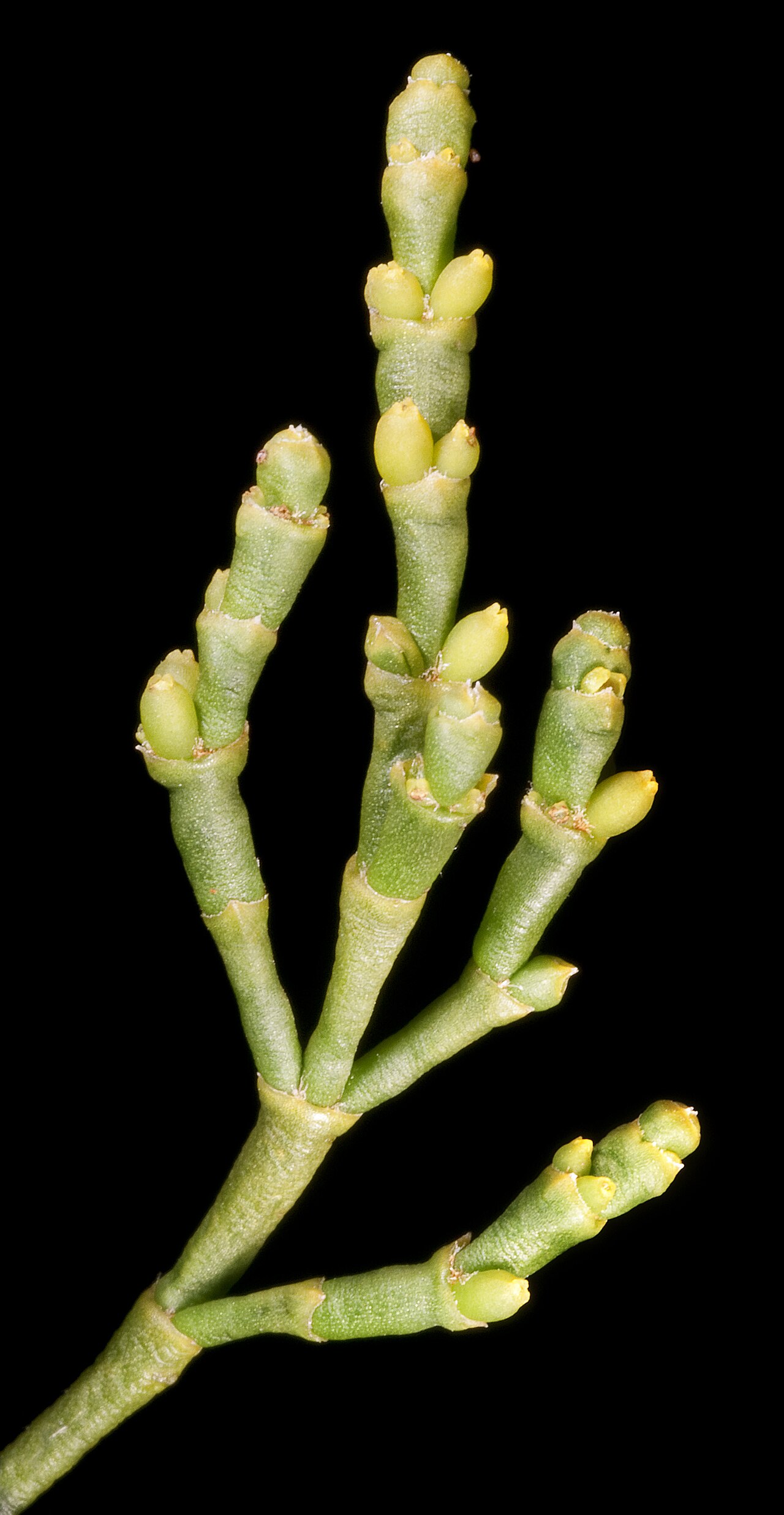 Korthalsella arthroclada: Korthalsella arthroclada